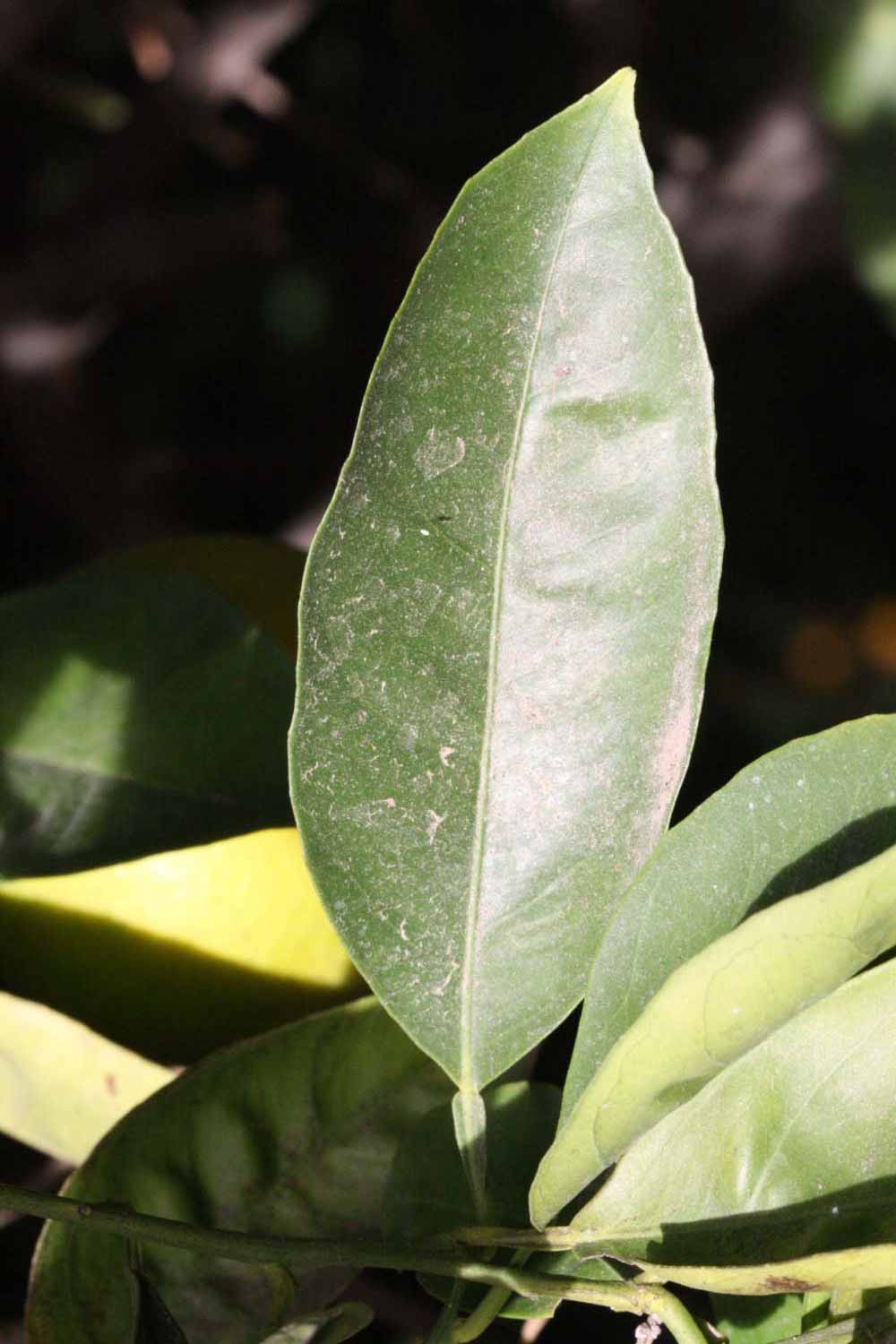              Unifoliolate leaf (Riverside, CA)       